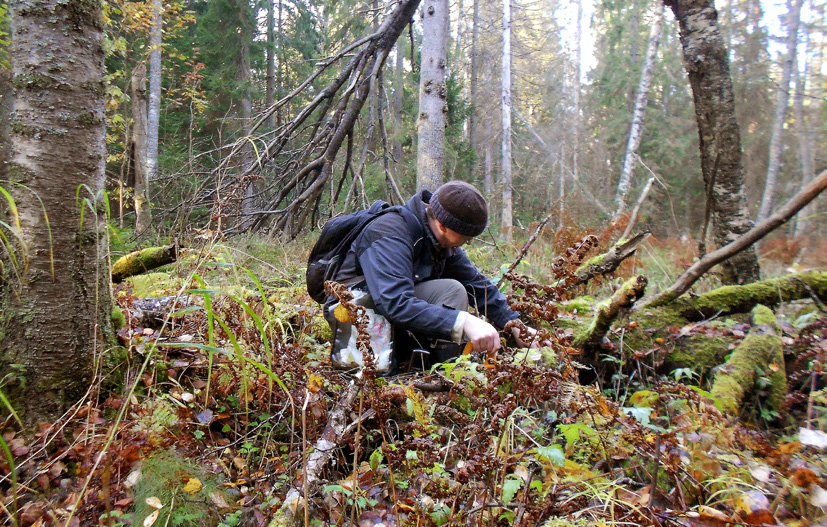 Sammaleisen järeän haapamaapuun inventointi vie aikansa. Kuva: Birthe Weijola.