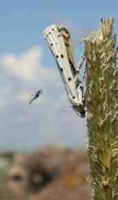 Tämä niityllä hämähäkin saaliiksi joutunut pilkkukoisa (Myelois circumvolutus) kuuluu silmälläpidettäviin lajeihin(nt).