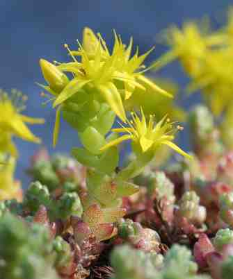 Ribes alpinum Ribes spicatum Rosa dumalis Rubus idaeus Rubus saxatilis Rumex acetosa Rumex acetosella Rumex aquatilis Rumex crispus Rumex longifolius Sagina nodosa Sagina procumbens Salix caprea