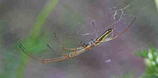 Tetragnatha extensa Acronicta rumicis Adela croesella Aglais urticae Boloria selene Callophrys rubi Cerapteryx graminis Clostera pigra Ematurga atomaaria Euproctis similis Gonepteryx rhamni Hepialus