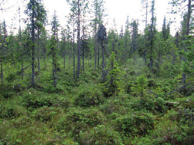 Leton itäreunalla kuusikko lisääntyy ja suotyyppi vaihtuu suomuurainkorveksi (SmK) (Kuva 6).