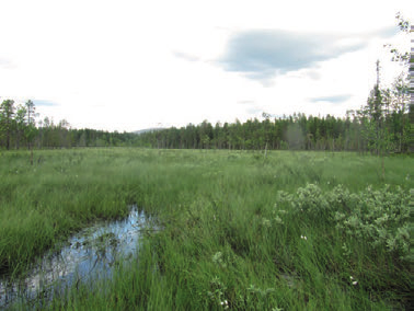 Kuva 7. Niesajoen luhtarantaa ja Riipisenharjun lakien suon rimpipintaa. Linjan eteläpuolisella kivennäismaalla sijaitseva metsä on edustavaa tuoretta kangasta (HMT).