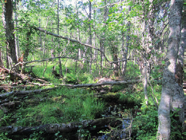 Kuva 17 Luhdan yleisilme on varsin ryteikköinen ja lahopuuta esiintyy runsaasti. Koilliseen päin mentäessä metsäluhta vaihettuu metsätalousvaikutteiseen kuivahkoon kankaaseen (EMT).