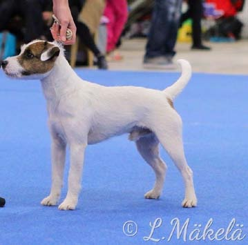 SERTIVOITTAJAT NARTUT MENESTYNEET Tairngire Make Me Duchess Synt. 1.3.2012 Kasv. Sanna Saunaluoma Om.