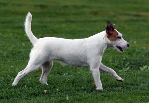 MENESTYNEET SUOMEN AGILITY JA HYPPYVALIOT UROKSET JA NARTUT FI AVA Kamunkorven Juhannusruusu Synt. 22.6.2011 Kasv. Eija Viitanen Om.