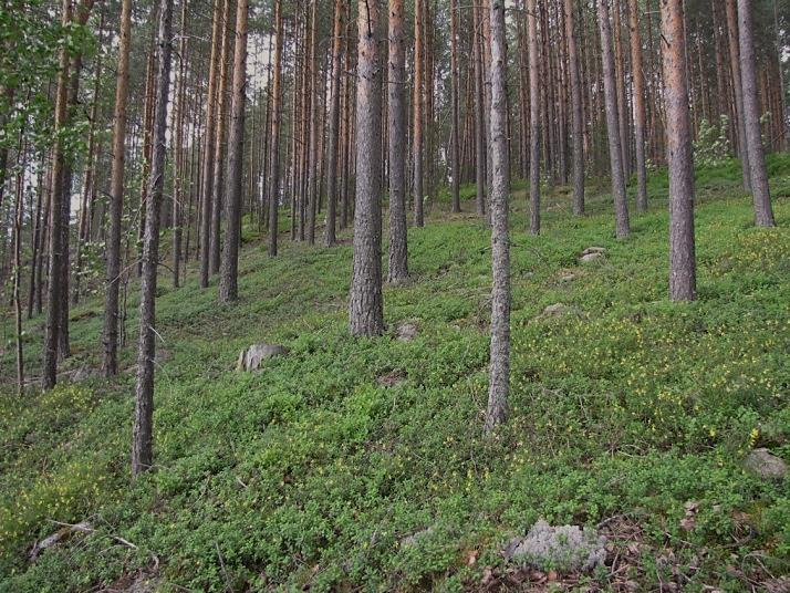 8 5. Pieni Ruokojärvi (LIITTEET, Kartta 4.) Pieni ruokojärven suunnittelualue on hietamaalla, järven pohjoissivun kapean lahden länsirannalla.