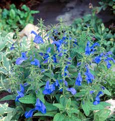 68989 Salvia Patens `Patio Deep Blue 66318 Bellis Perennis Habanera Mix 66268 Callistephus Chinensis Milady Lilac 52208 Begonia Semperflorens Ascot Pink 66327 Dianthus Chinensis `Ideal Select Mix