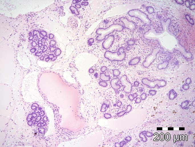 Lymfalakuunoiden prosentuaalinen osuus pintaalasta laskurilla 50 40 30 20 10 0-10 ot 8 ot 25 flu 8 flu 25 nacl 8 nacl 25 ryhmä Kuvaaja 7.