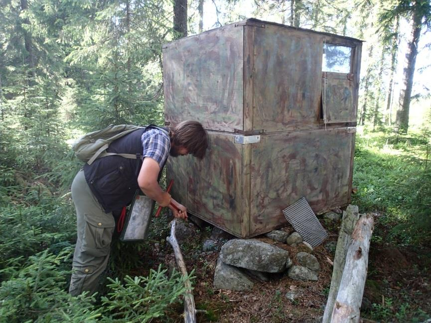 11 Tervahauta. Kuvattu itäkoilliseen.