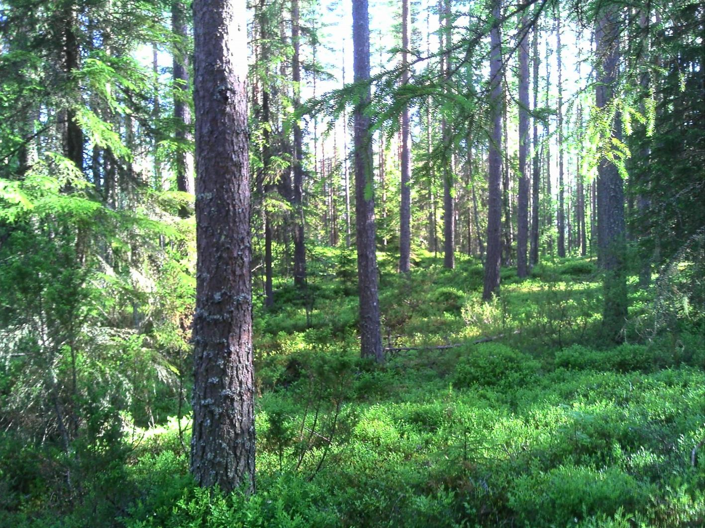 S U U N N IT T EL U JA T EK N IIK K A MEGATUULI OY JA SAARIJÄRVEN KAUPUNKI
