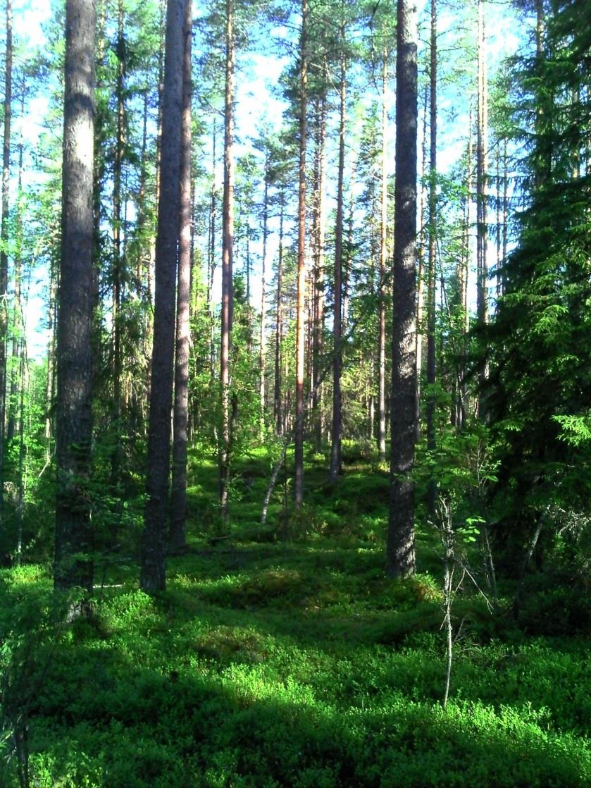 5 (7) Selvityksissä ei saatu havaintoa yhdestäkään soitimesta tai soidintavasta metsokukosta.