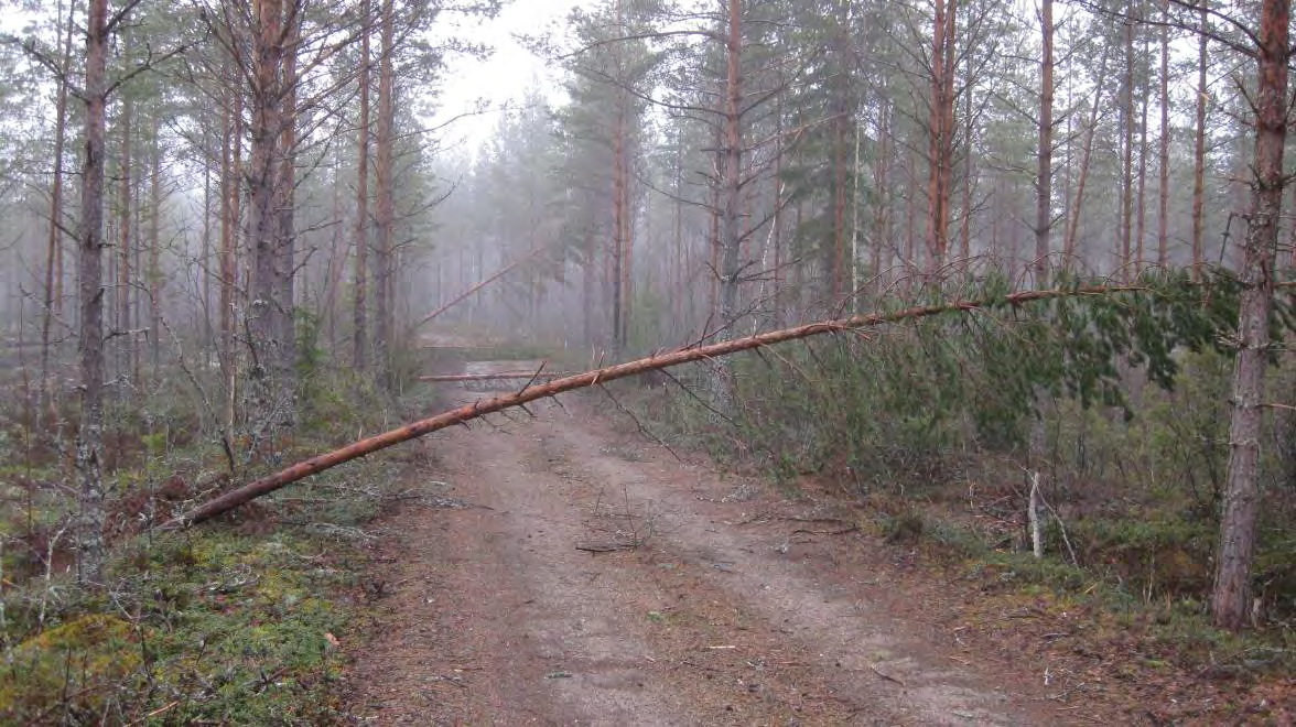 Suunnittelualueen linnustovaikutusten arviointiin Kristiinankaupungin kohteella ei ole olemassa aiempaa käyttökelpoista materiaalia.