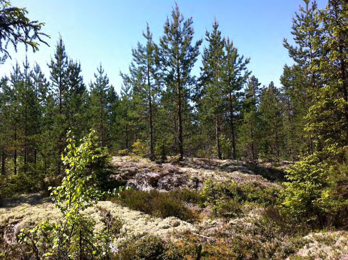 Lisäksi pesimälinnustosta saatiin täydentävää tietoa muutonseurannan yhteydessä.