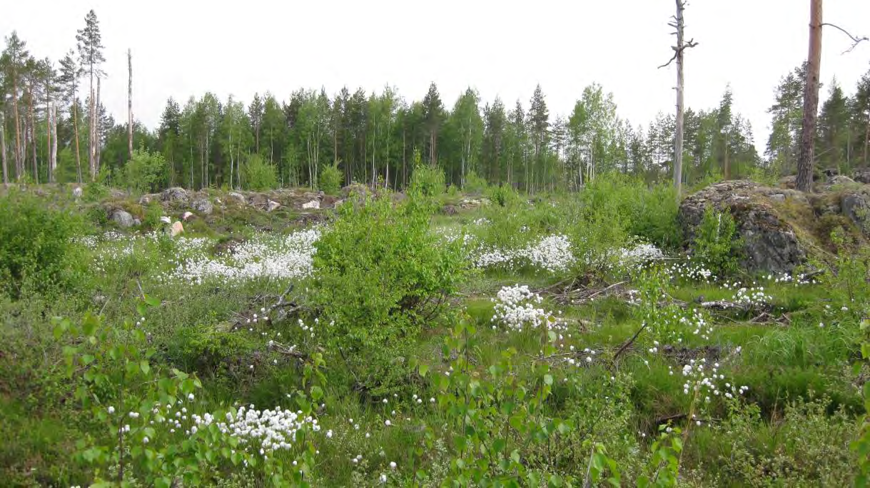 Punatulkut olivat sekä keväällä että syksyllä vähissä. Keväällä kirjattiin 4 ja syksylläkin ainoastaan 59 punatulkkulentoa. Kaikki ylittivät alueen K1-korkeudella.