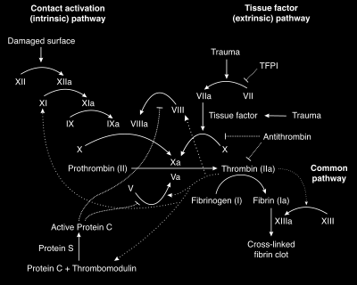 Combined oral contraceptives have multiple effects on the coagulation cascade Tchaikovski & Rosing, Thrombosis Research 2010 Coagulation factors: Fibrinogen, prothrombin, factors VII, VIII, IX and X