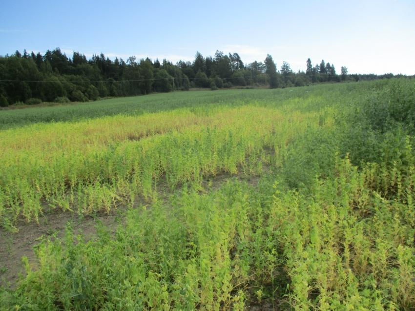 Pienempi hernelohko puitiin 10.10.2015, puintikosteuden ollessa 20 % kosteusmittarilla mitattuna. Keskimääräinen sato oli noin 2 300 kg/ha. 7.