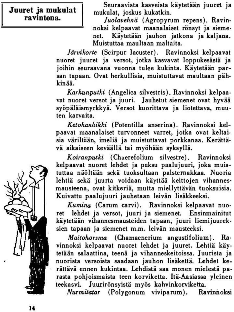 Ravinnoksi kelpaavat nuoret juuret ja versot, jotka kasvavat loppukesästä ja joihin seuraavana vuonna tulee kukinta. Käytetään parsan tupaan. Ovat herkullisia, muistuttavat maultaan pähkinää.