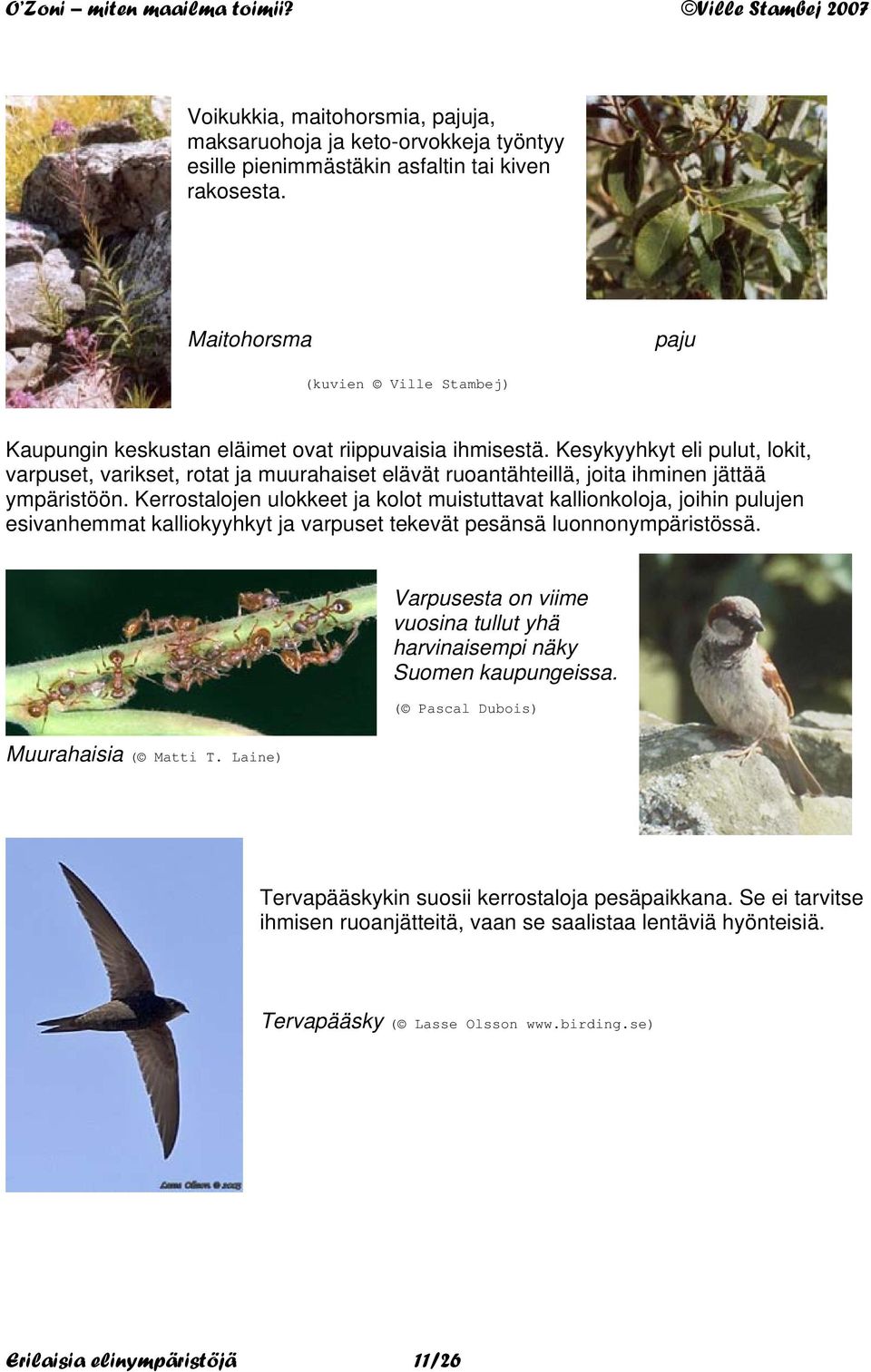 Kesykyyhkyt eli pulut, lokit, varpuset, varikset, rotat ja muurahaiset elävät ruoantähteillä, joita ihminen jättää ympäristöön.