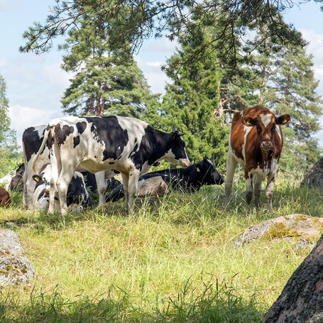 omaleimaisempiin kulttuuriympäristöihin kuuluvat mm.