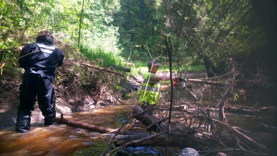 Kuva 5. Kaatuneiden puiden padottaman kohdan aukaisu Keravanjoella. Jokiuoman vasempaan laitaan on tehty noin 1,5m leveä melontaväylä. 2.