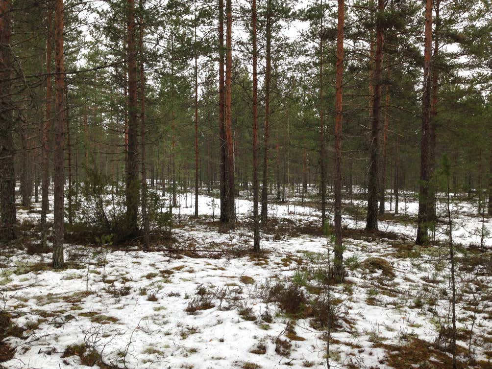 17 Näin saadaan Jämin keskusalueen palveluille käyttäjiä kävelyetäisyydelle. Tehokaan ja tiiviin rakentamisen avulla pystytään myös säilyttämään luonnontilaisia alueita Jämin ympäristössä.