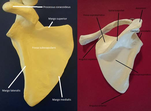 7 4 Hartiarenkaan anatomia Hartiarengas on solisluiden (claviculan) sekä lapaluiden (scapula) muodostama kokonaisuus molemmin puolin kehoa, joka liittää yläraajat vartaloon.