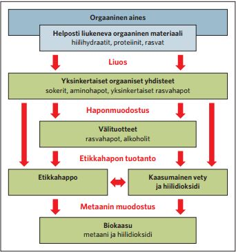 14 (64) Kuva 1. Biokaasuprosessin vaiheet (Motiva 20