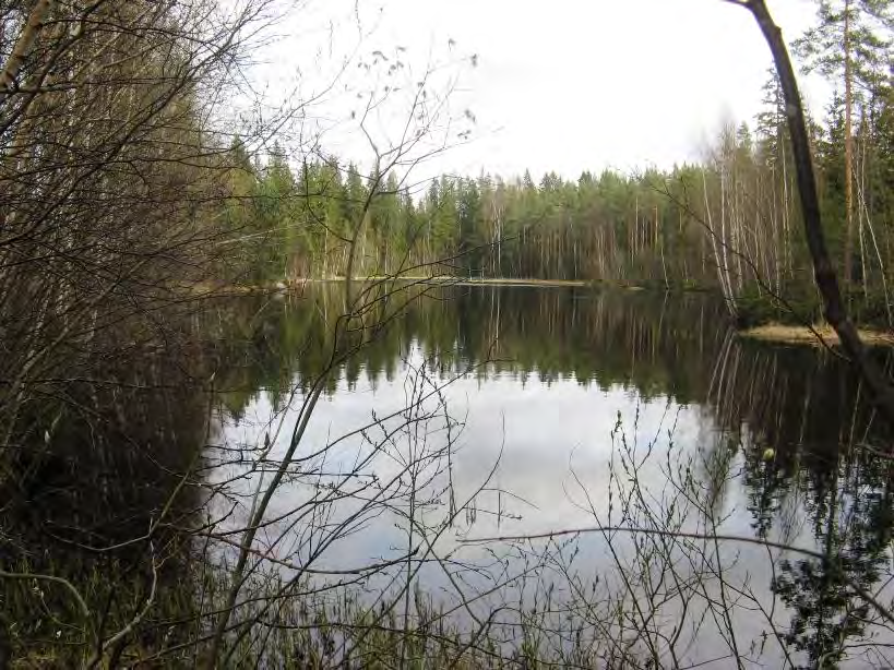 myös kuusta ja haapaa ja kenttäkerroksessa kasvaa mm. ahomansikkaa. Rinteen ja radan välinen alue on soistunutta. Alue on aikanaan ojitettu ja tyypiteltävissä turvekankaaksi.