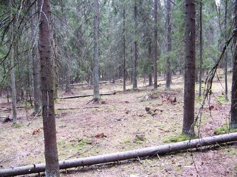Ruosteojan lounaispuolelle jäävä metsäalue (alue D) on hakattu lähes paljaaksi. Puustoa on mainittavasti jäljellä vain lounaiskulman pohjoisemmalla mäenkumpareella ja sen etelärinteellä.