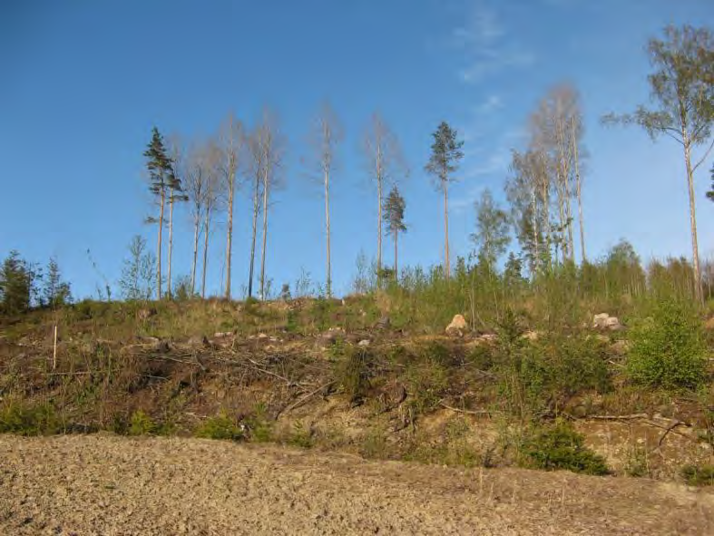 Kuva 20. Sahamäen liito-orava-alue on hävitetty hakkuissa. Alue on merkitty karttaan vihreällä katkoviivalla Uudenmaan ympäristökeskuksen tietokannan mukaisena rajauksena.