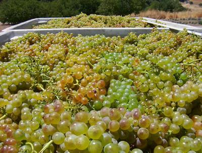 Viognier-rypäle DNA Freisa- ja Nebbbiolo rypäle Niukkasatoinen, vaikeasti viljeltävä, hyvä kuivuudensietokyky Kuoreltaan ohut, syvän keltainen, pienet
