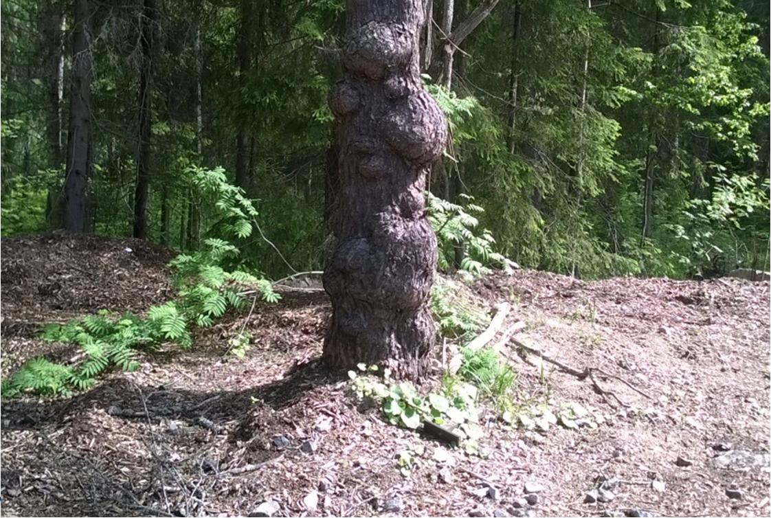 ' Kuva 15 Pihan reunalla, lämpökeskuksen lähellä, kasvaa rungoltaan erikoinen mänty Talouspihalla kasvaa kuvassa 15 näkyvä mänty, joka lienee mukuramänty (Pinus sylvestris f. gibberosa).