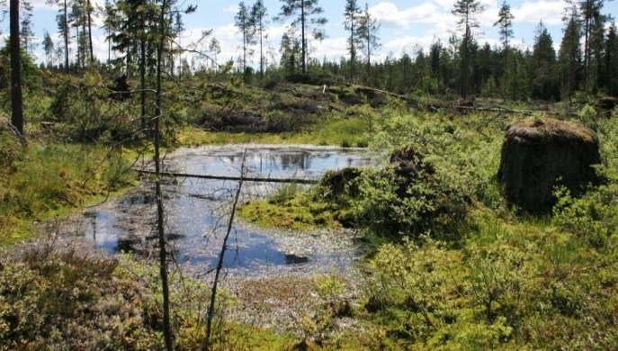 Luomaistenkallion laella on pieni, märkä suolampare, jossa kasvaa runsas luhtavillakasvusto.