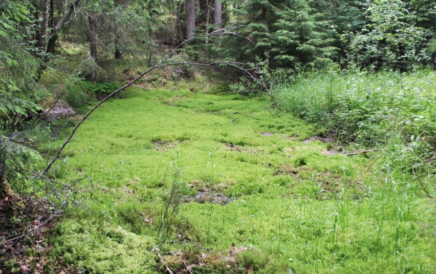 Karjanmaanperkiön keskiosan lehtoa. Olavi Yli-Vainio 2012 Karjanmaanperkiön lounaisosan lehtoa Lehtiojan varrella.