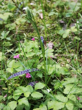 2. Siirtolohkareet Siirtolohkareita Luomaistenkallion eteläpuolella. Olavi Yli-Vainio 2012 3.