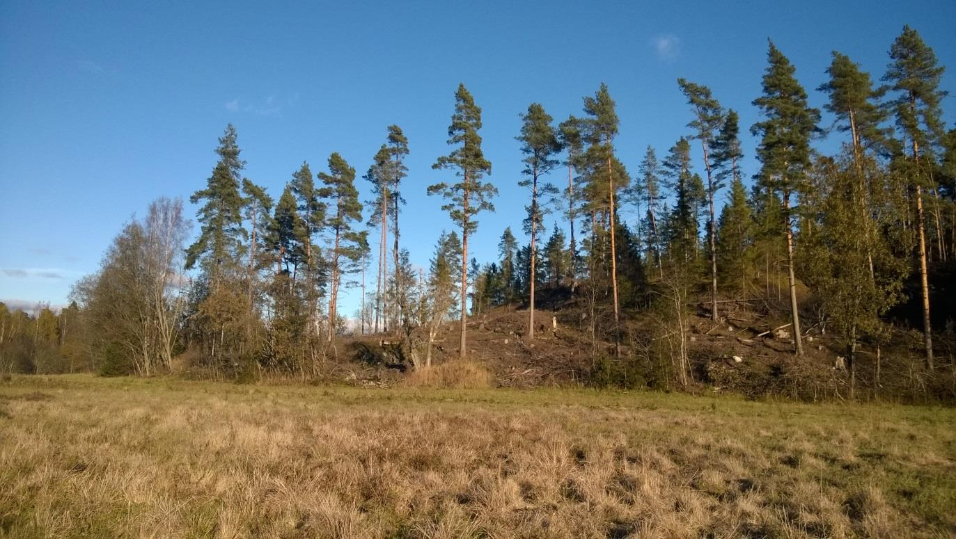 Ojat: Suunnittelualuetta halkovat ojat ovat kasvillisuudeltaan tavanomaisia kaivettuja pelto-ojia, eikä niissä ole laskeutusaltaita tai muita erityisiä luonnon monimuotoisuutta nostavia rakenteita.