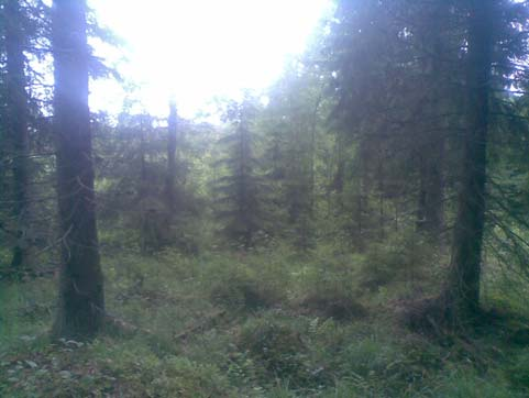 Ikkunanladonsuon ja Pohjanladonsuon suunta Kohteeseen tutustuttiin 21.6.2011. Ikkunanladonsuon pohjoispuolella kärrytien varressa on avohakkuun jäljiltä taimikkoa (tarkista vielä ilmakuva).