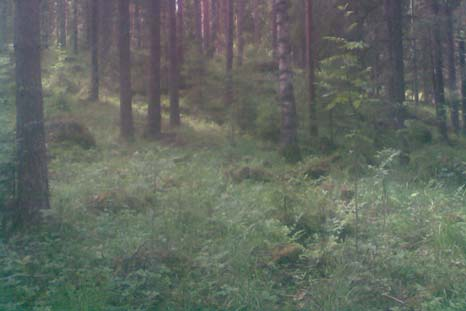 kello, ketosilmäruoho, ahomansikka, lampaannata, ahojäkkärä, mäkitervakko, viuhkokeltano, pikkulaukku Pohjanladonsuon keskiosa (106) on nykyisin varttunut mäntyvaltainen (n.