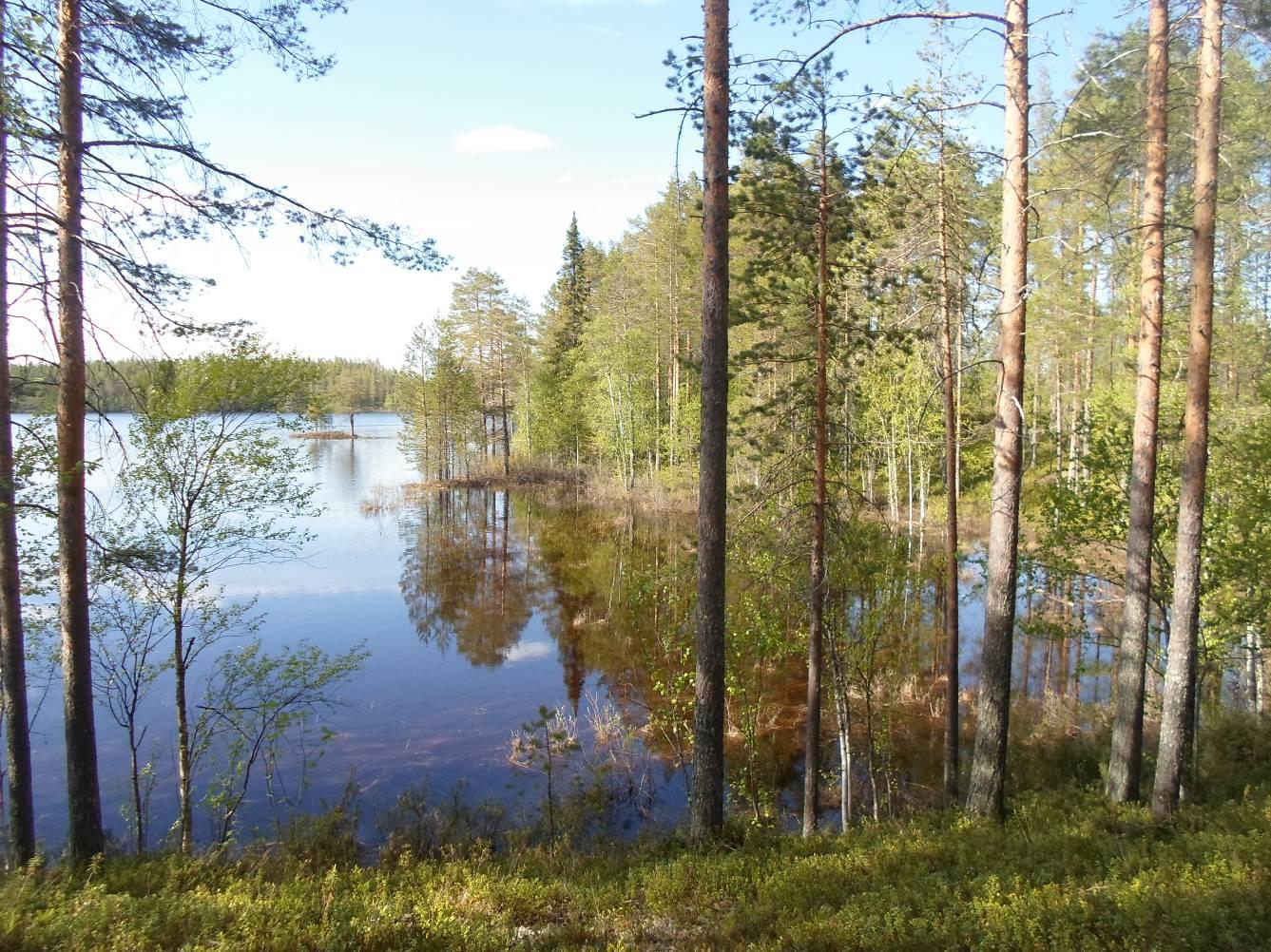 UPM OYJ Kuhmon Niskanselän ranta-asemakaava Lentiiran Niskanselän etelä- ja pohjoisranta