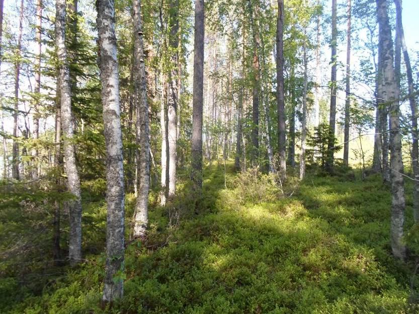 13 Kuva 13. Huosiusniemen sisäosat ovat laajalti hakatut. Rannat ovat hakkaamattomat Riihilahden alue on tuoreehkoa mänty-koivuvaltaista sekapuustoa.