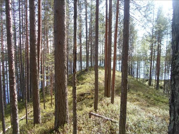 14 Equisetum sylvaticum, metsäkorte 1 Linnea borealis, vanamo 1 Agrostis capillaris, nurmirölli 1 Deschampsia flexuosa, metsälauha 1 Menyathes trifoliata, raate 2 Carex dioca, äimäsara 3 Carex