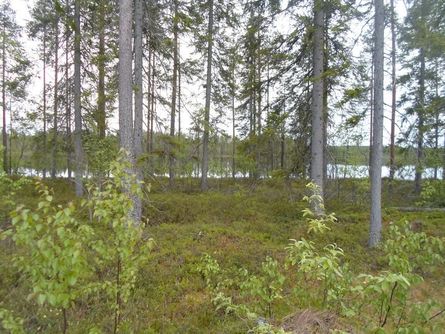 15 Kasvillisuus Tuulilammen alue koostuu kokonaan metsätalouskäytössä olevista, eri kehitysvaiheen talousmetsistä ja aukkohakkuualueista.