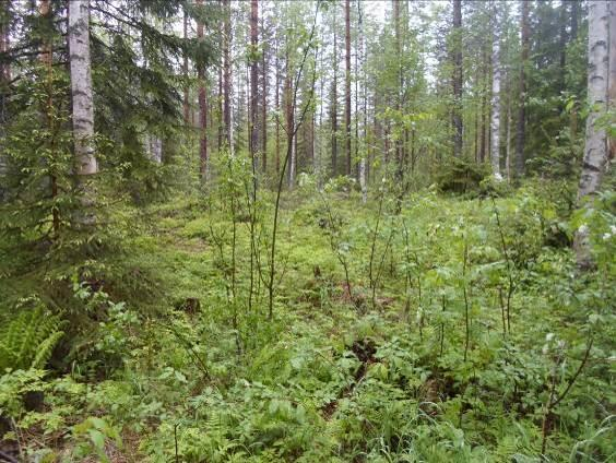 9 Kuva 6. Osa-alueen länsiosan tuoretta kuusikangasta. Kuvat 7ab. Pyörykästä laskevan suo-ojan rehevää reunaa. Nuorta lehtipuuta on runsaasti. Kun siirrytään itään, on puusto tasaikäistä männikköä.