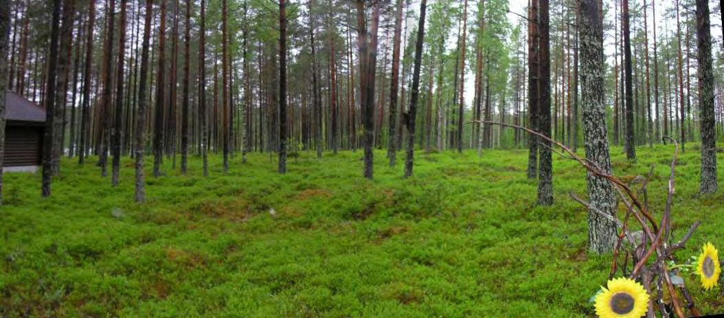 Sivu 52 OULUN KAUPUNKI JOKIKYLÄN KAUPUNGINOSA ISO VIITAJÄRVEN RANTA-ASEMAKAAVAN OSITTAINEN MUUTOS JA LAAJENNUS 46