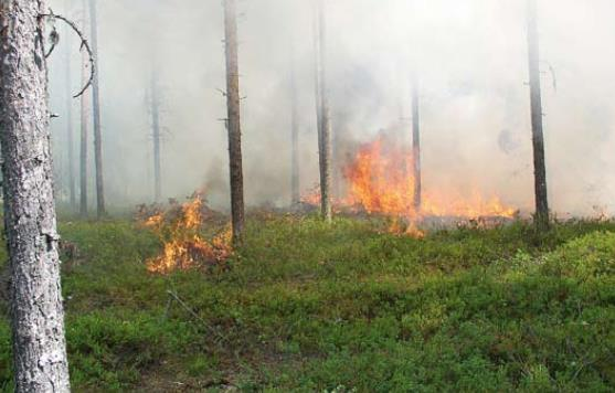 11 Kuva 5. Heitepalo (Heikkilä ym. 2011, 26.) 1.