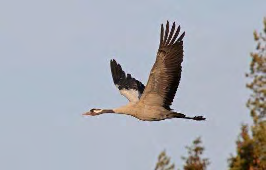 FCG SUUNNITTELU JA TEKNIIKKA OY Kattiharjun tuulivoimapuisto 121 Kuva 9.10. Kurki (Grus grus) pesii hankealueella. (Kuva: Jouni Kannonlahti/ Vaasan Yliopisto).