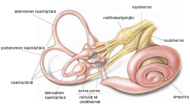 Kuva 1. Vestibulaarielin (Utah hearing and balance) Pyöreän ja soikean rakkulan reseptorit ovat samankaltaisia kuin tiehyeiden, ja ne aistivat otoliittien eli tasapainokivien painetta.