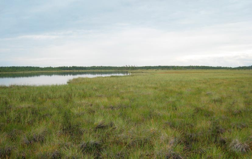 Kuva 6 5. Matalalamminsuo. Metsälajisto Metsälintulajiston kokonaistiheys on 74 paria/km 2 ja se on pohjoissuomalaista metsälintulajiston keskimääräistä tiheyttä pienempi.