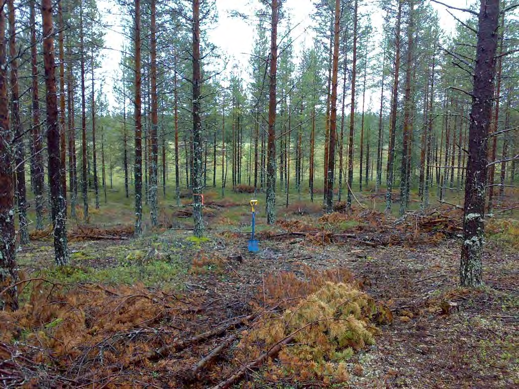 43 DG530:1. Ukonkangas 2. Löytöpaikka suon reunalla lapion kohdalla (piste 407), luoteesta.19.8.2008.