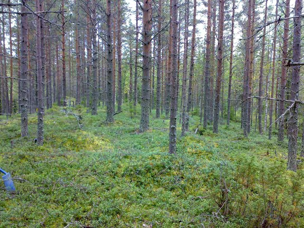 75 DG542:1. Sainselkä 1. Talonpohja, kaakosta.27.8.